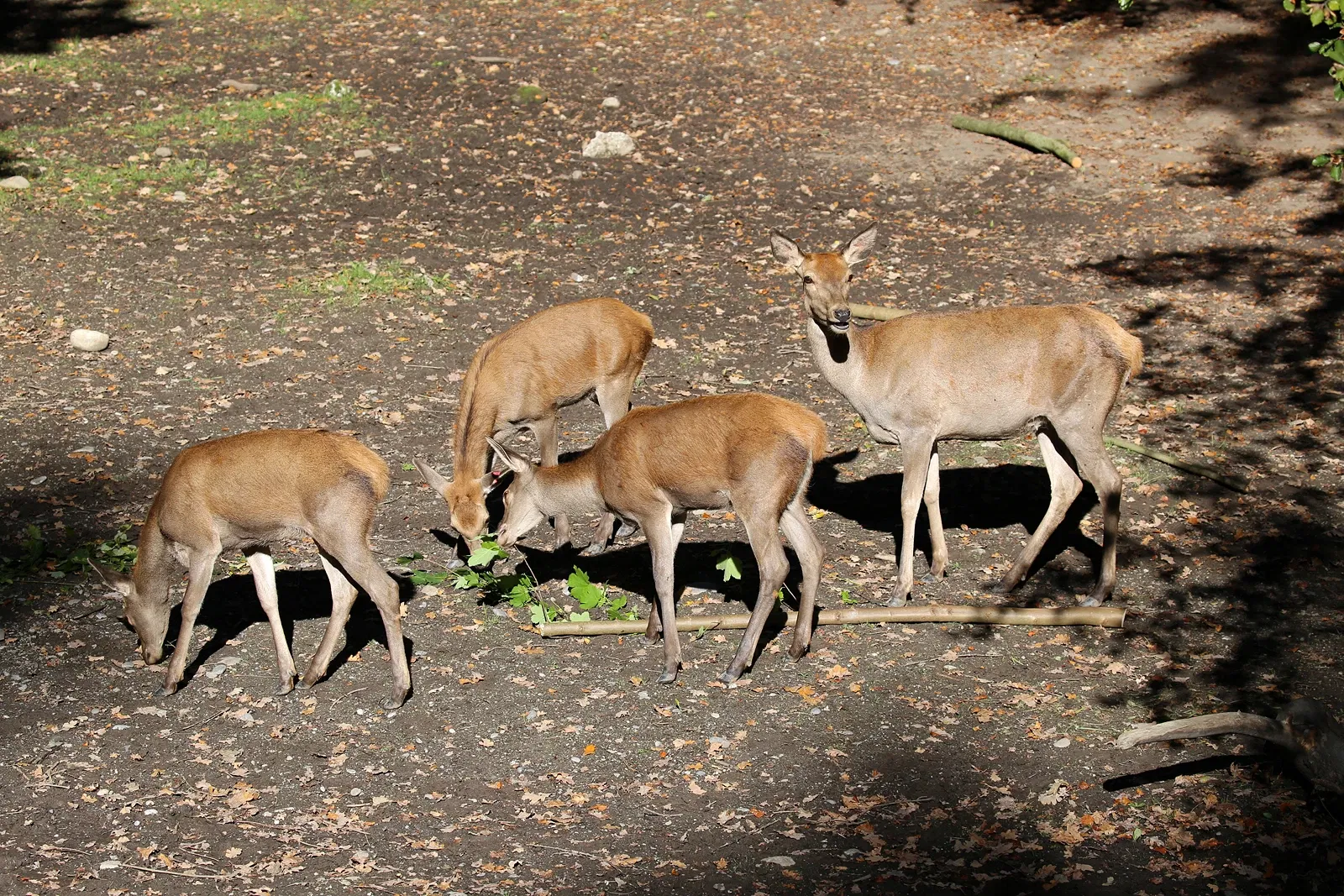 Parc zoologique Dählhölzli