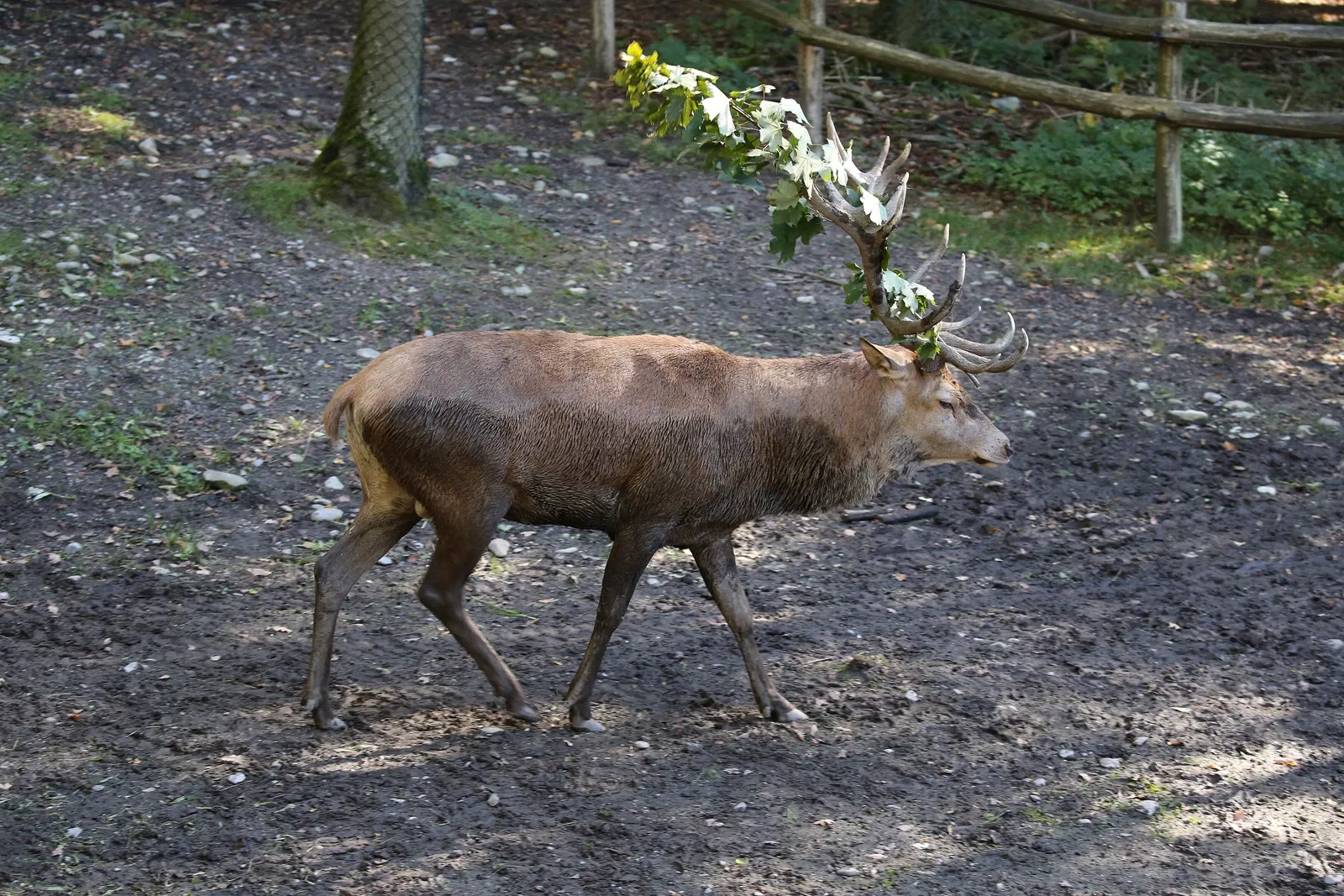 Tierpark Bern - Dählhölzli Zoo