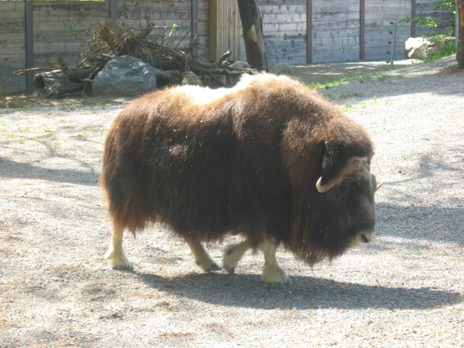 Parc zoologique Dählhölzli
