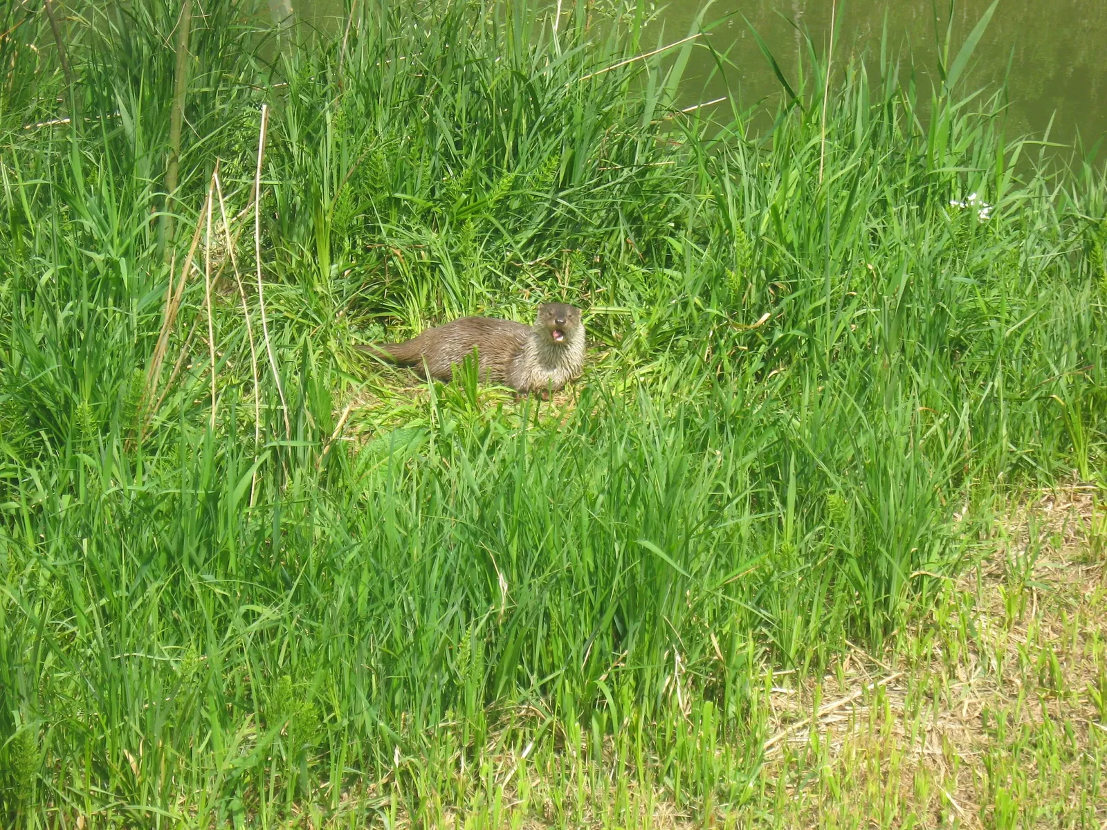Dählhölzli di Berna