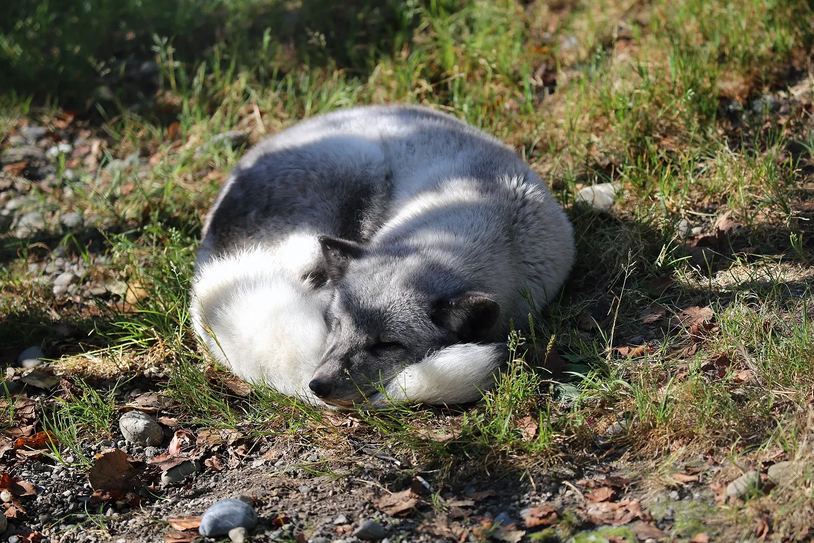 Tierpark Bern - Dählhölzli Zoo