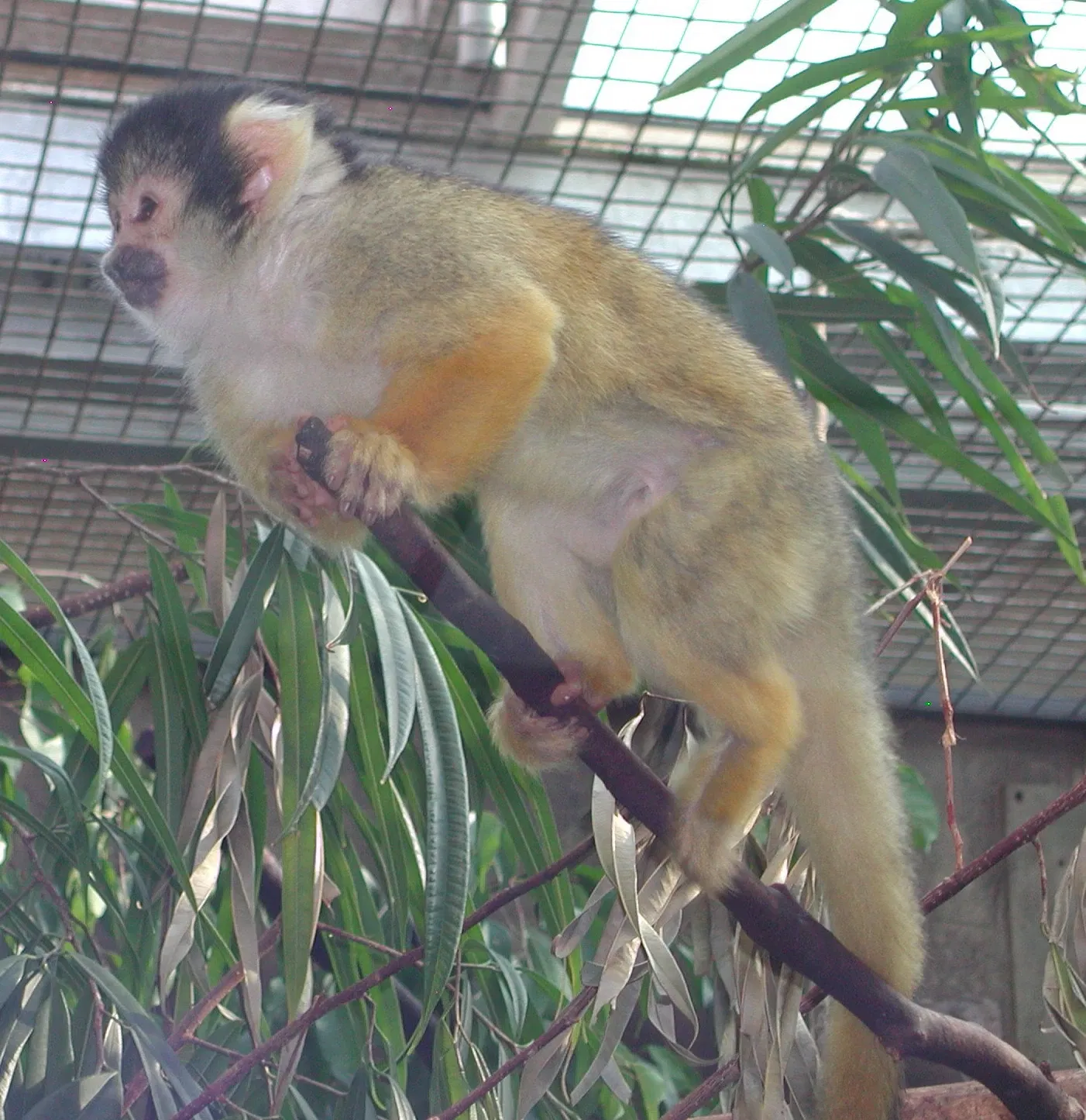 Parc zoologique Dählhölzli