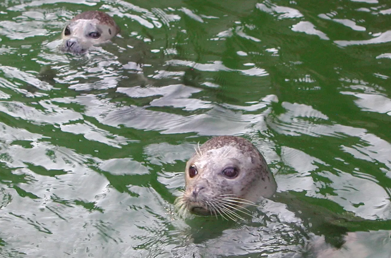 Tierpark Bern - Dählhölzli Zoo