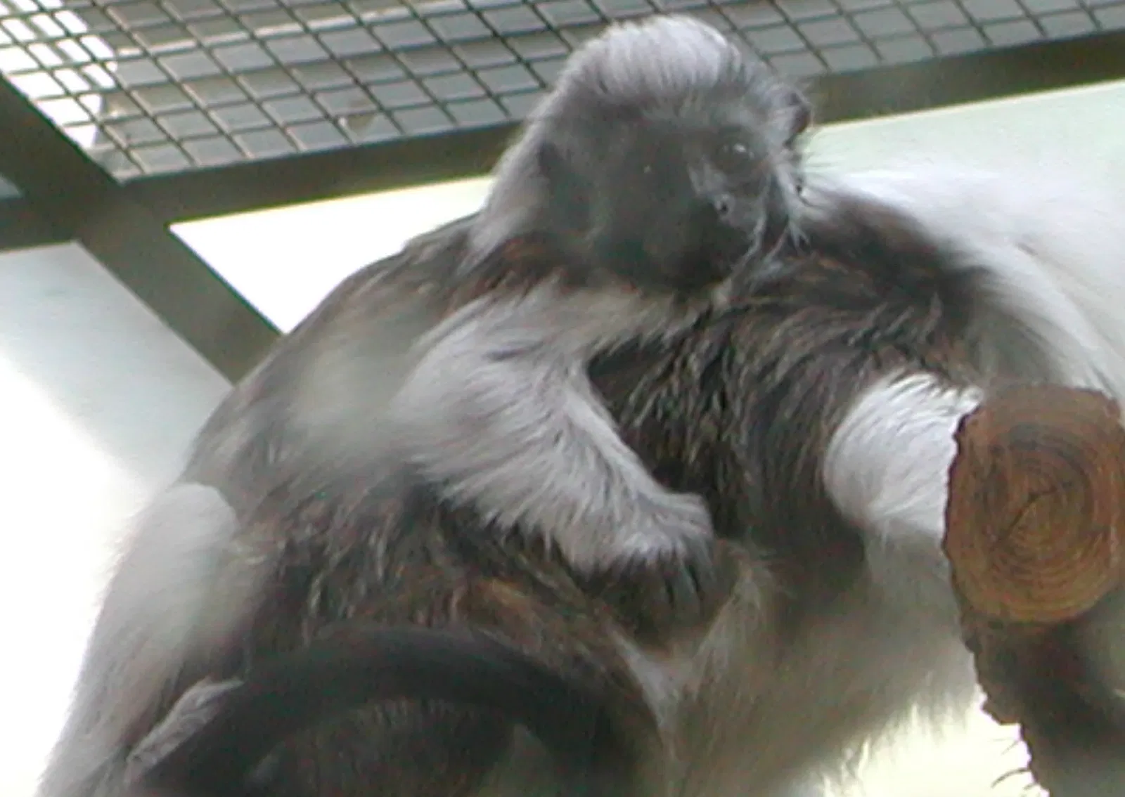 Parc zoologique Dählhölzli