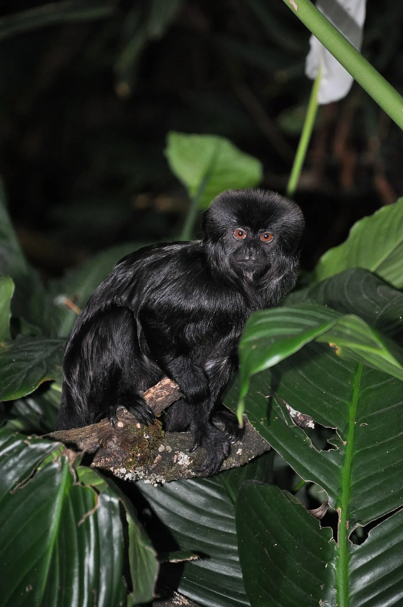 Tierpark Bern - Dählhölzli Zoo
