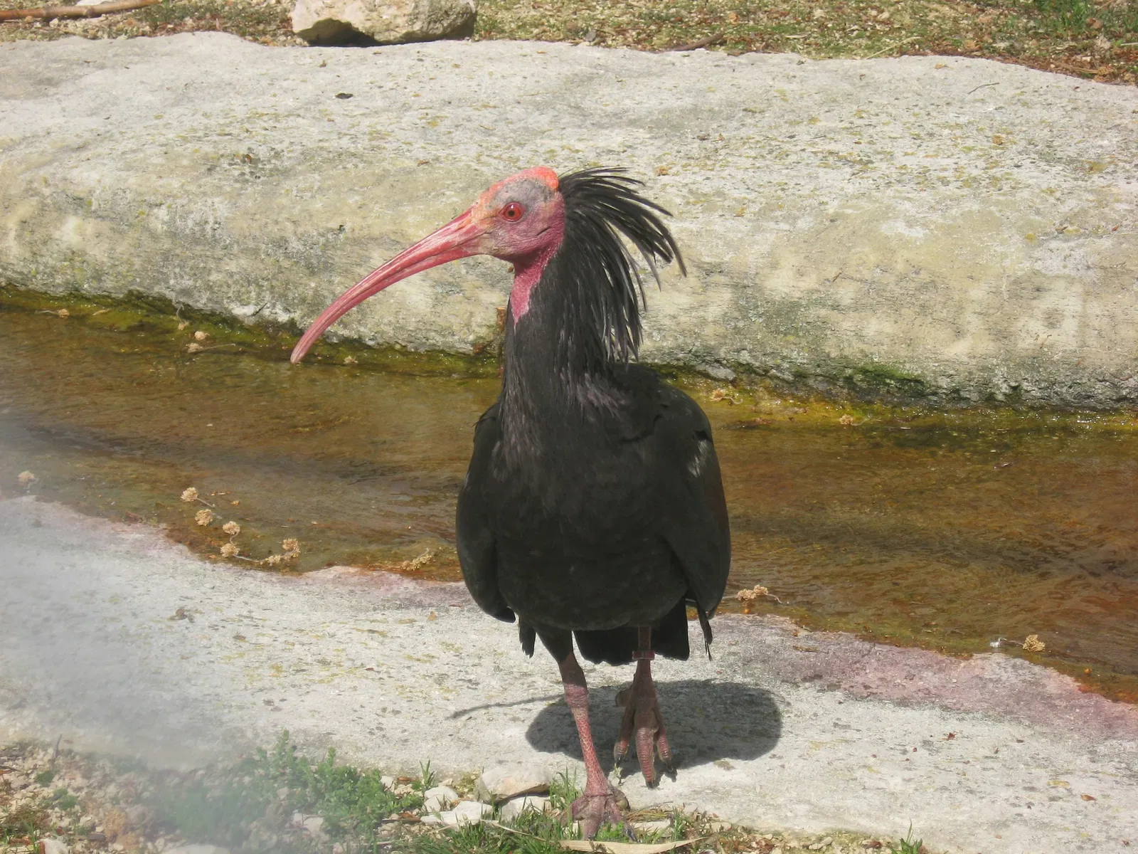 Parc zoologique Dählhölzli