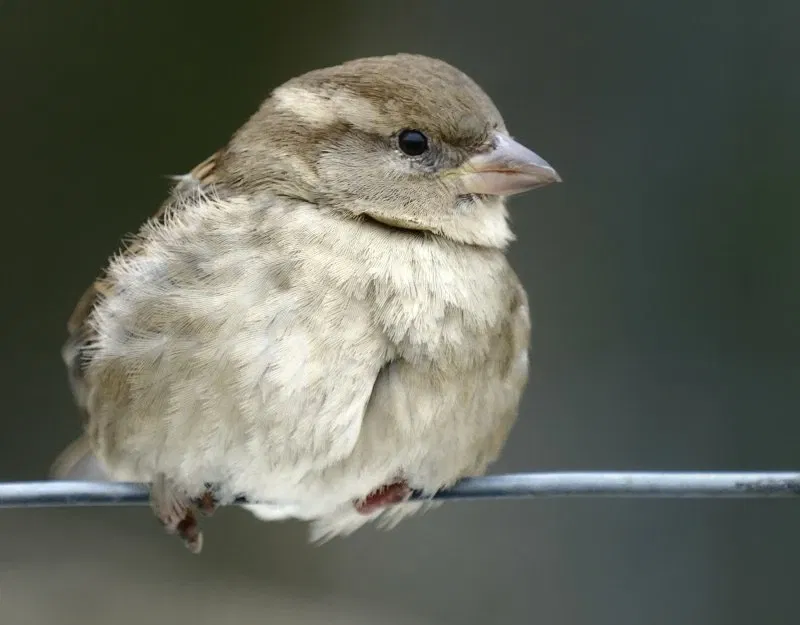 Tierpark Bern - Dählhölzli Zoo