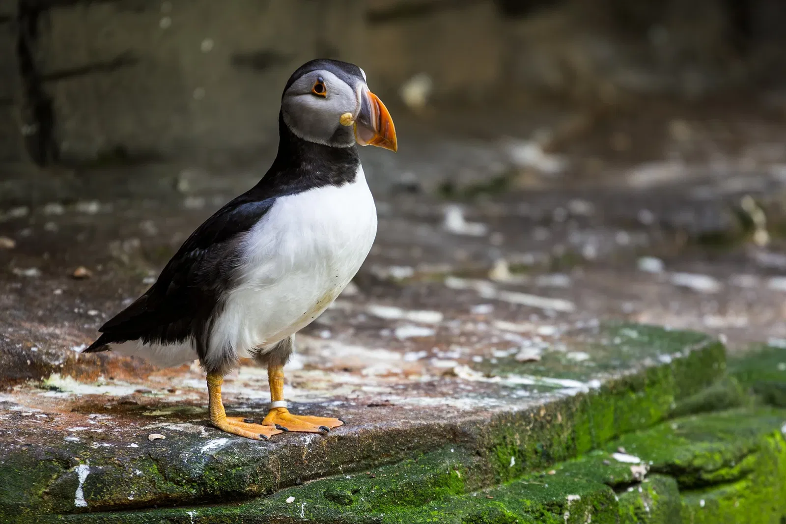 Tierpark Bern - Dählhölzli Zoo