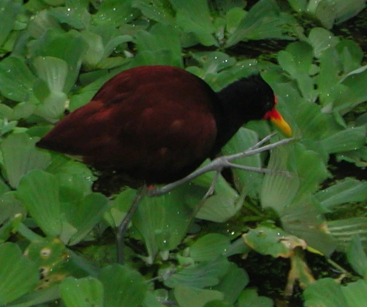 Tierpark Bern - Dählhölzli Zoo