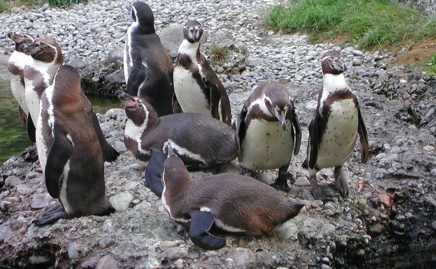 Tierpark Bern - Dählhölzli Zoo