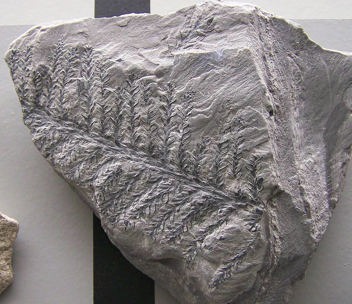 Musée d'histoire naturelle de Berne