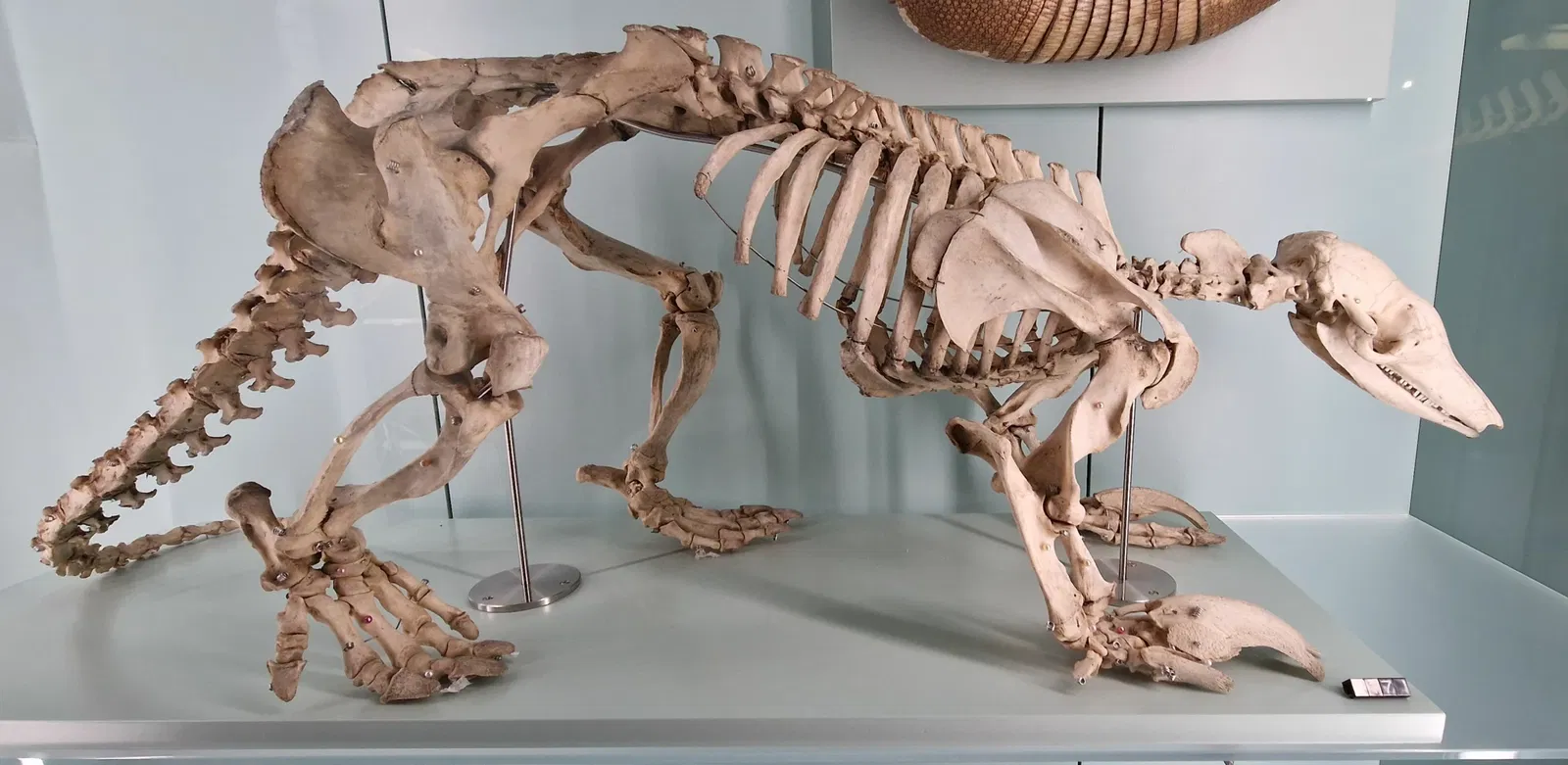 Musée d'histoire naturelle de Berne