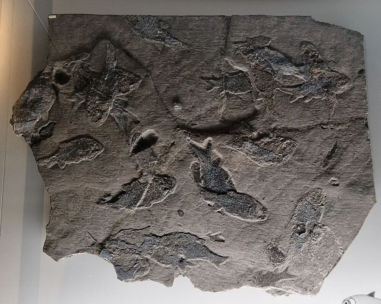 Museo di storia naturale di Berna