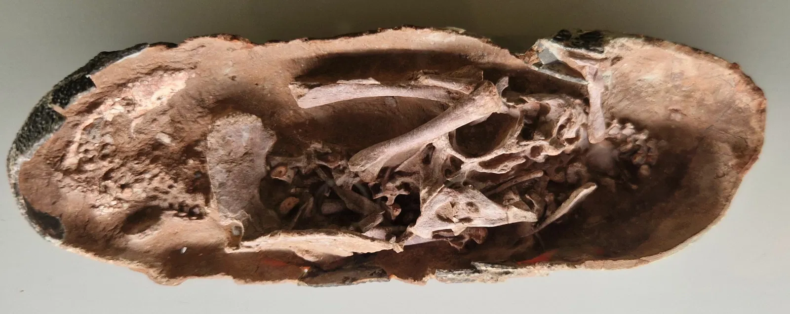 Museo di storia naturale di Berna