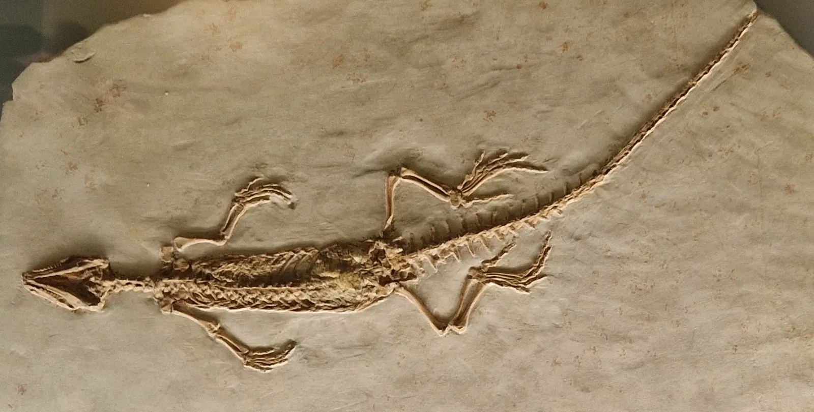 Musée d'histoire naturelle de Berne