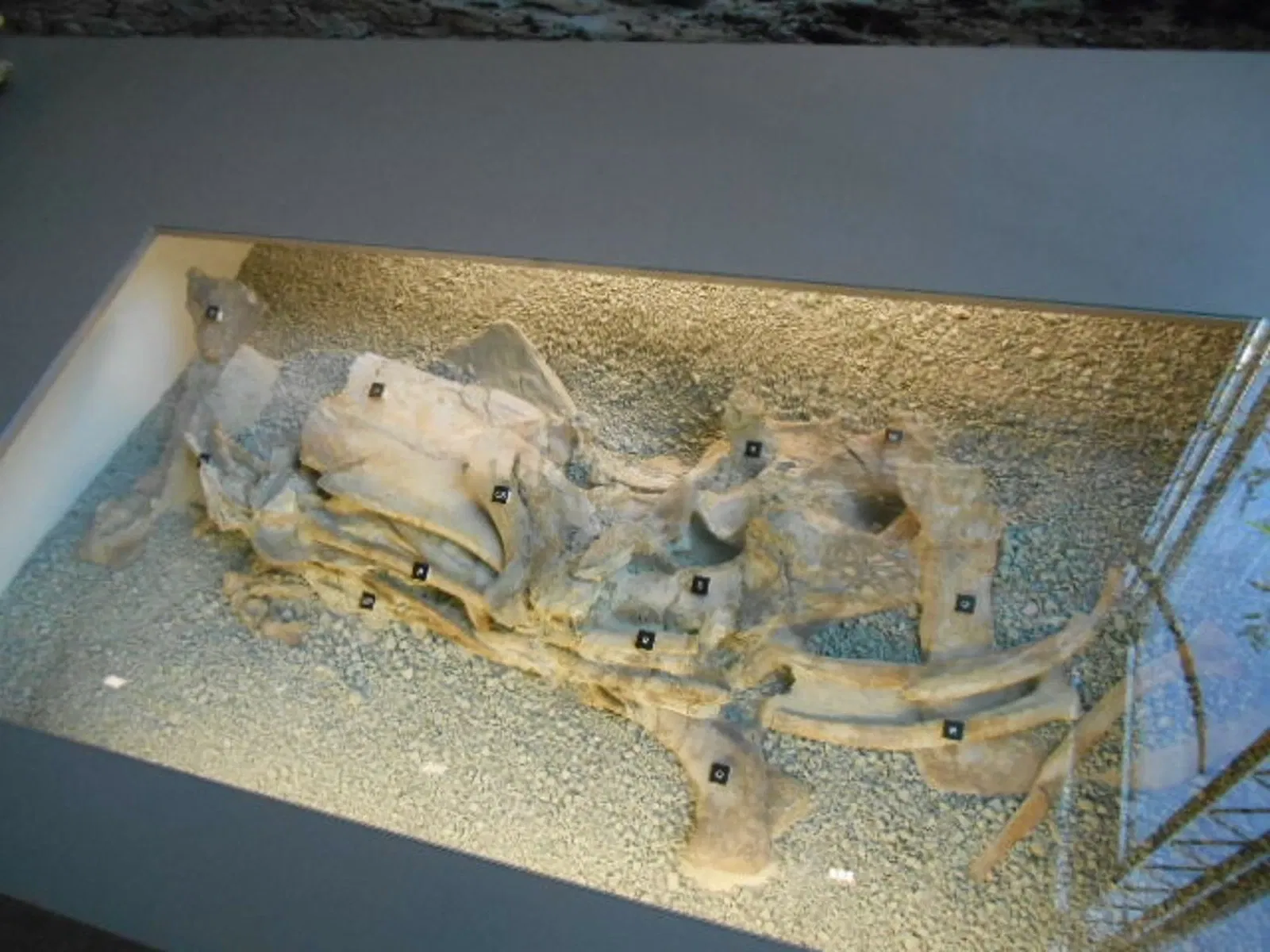 Natural History Museum of Bern