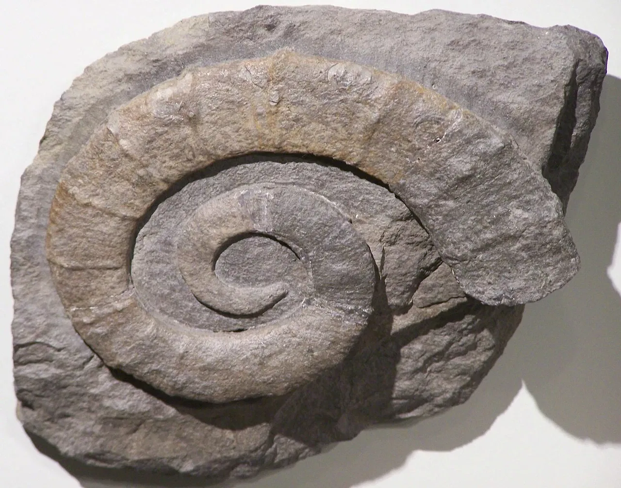 Naturhistorisches Museum Bern