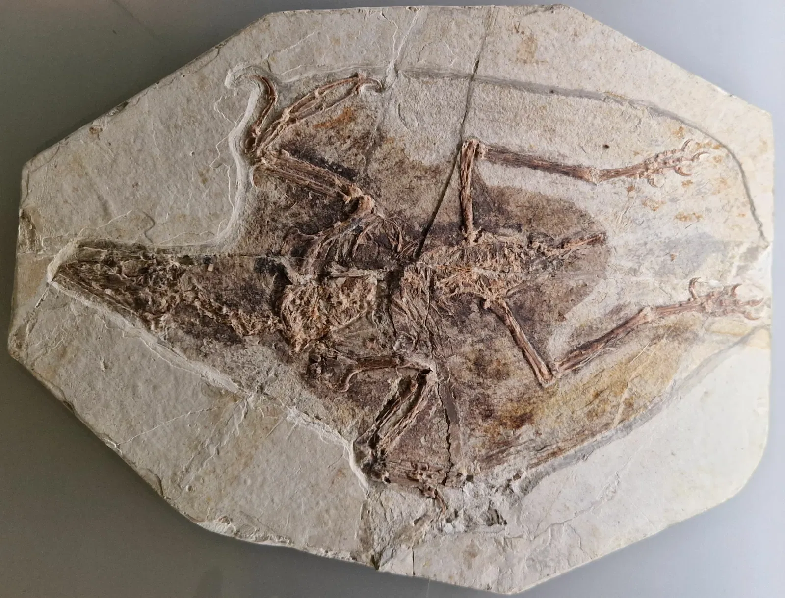 Museo di storia naturale di Berna