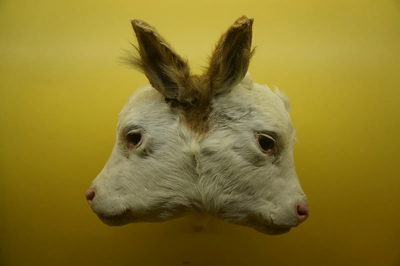 Naturhistorisches Museum Bern