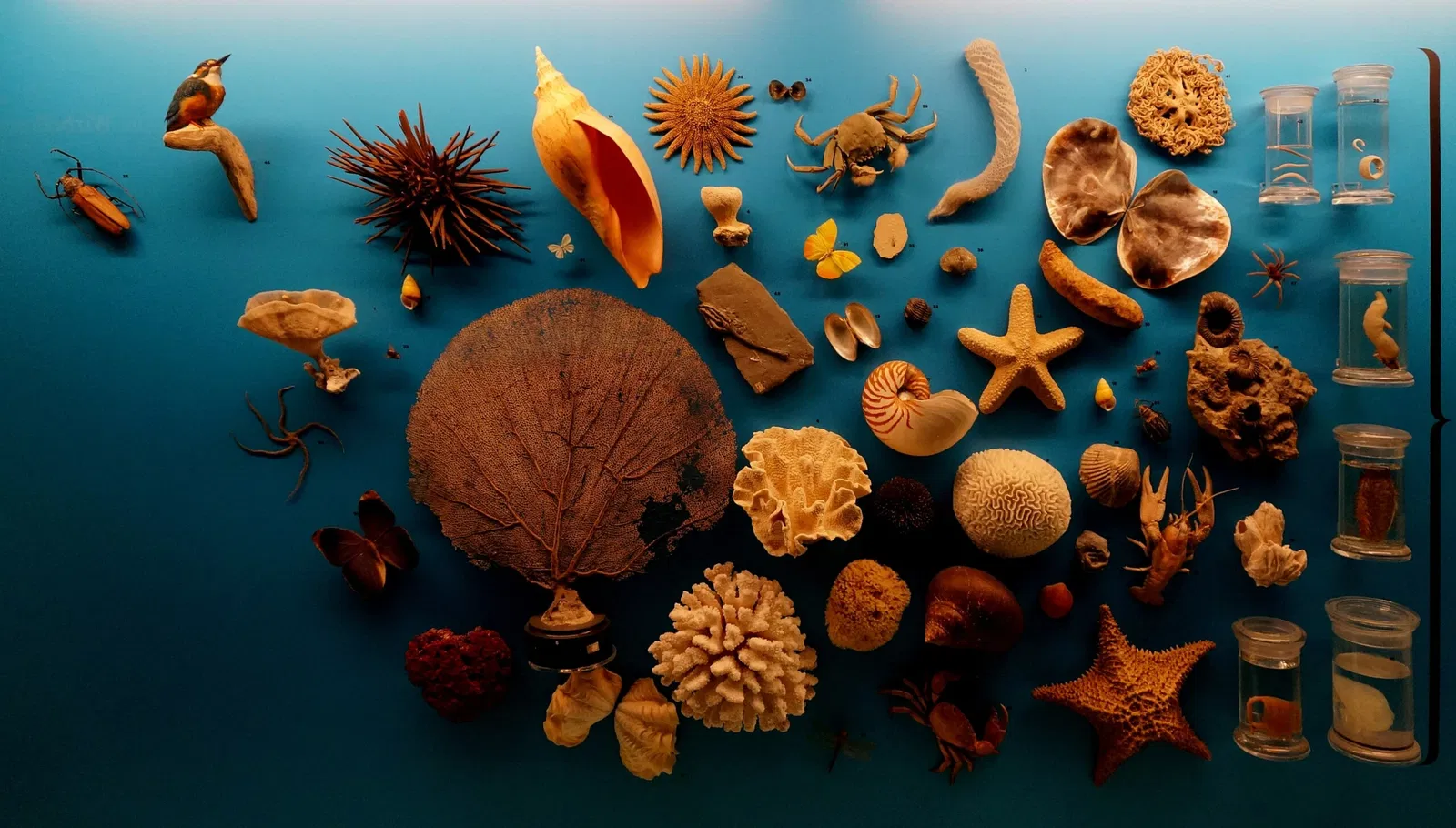 Naturhistorisches Museum Bern