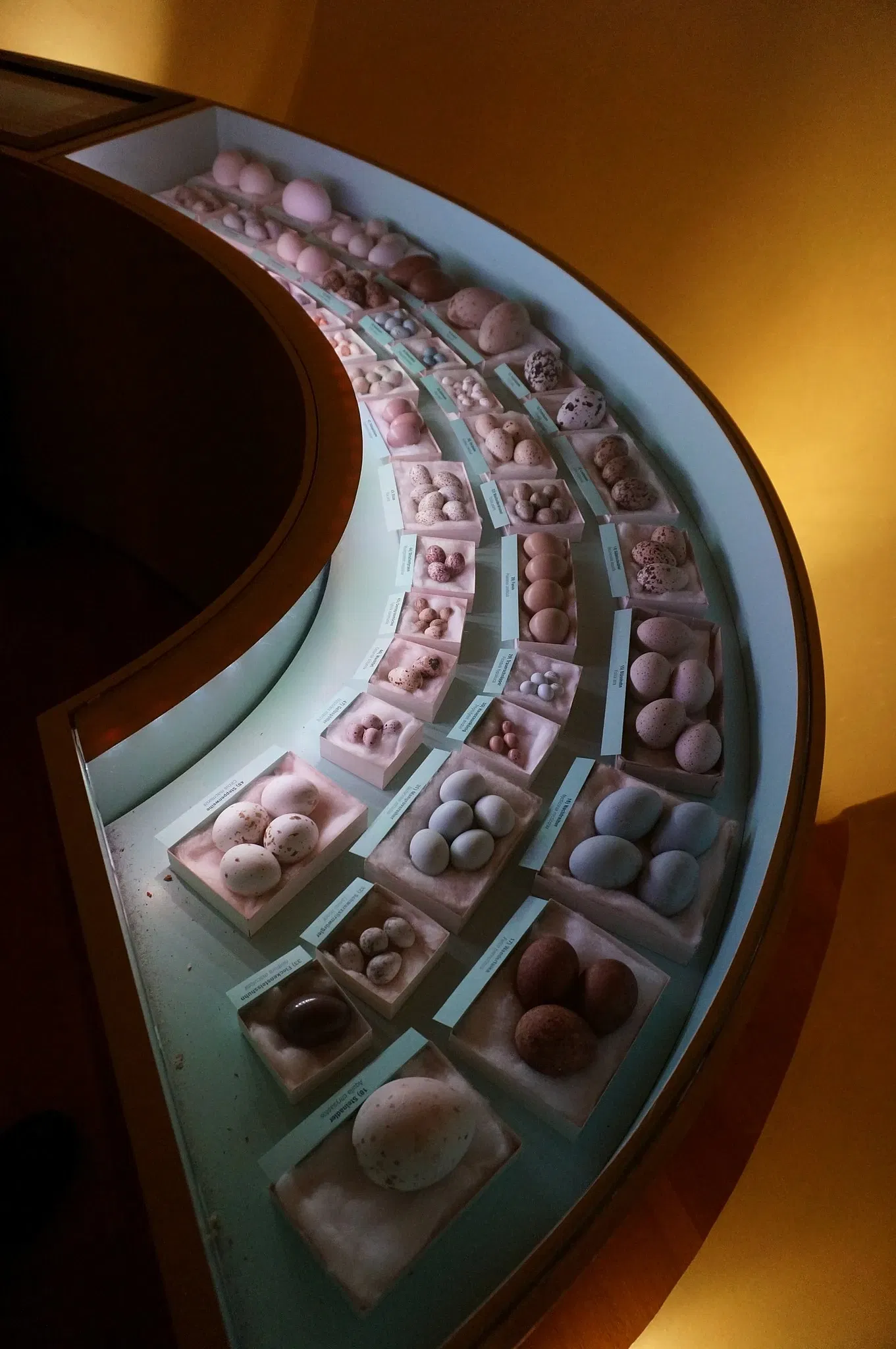 Musée d'histoire naturelle de Berne