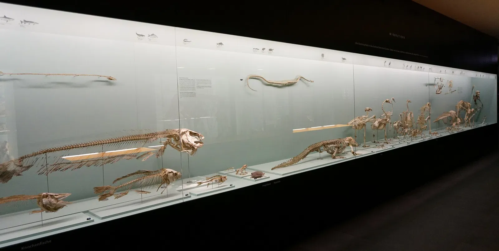 Natural History Museum of Bern