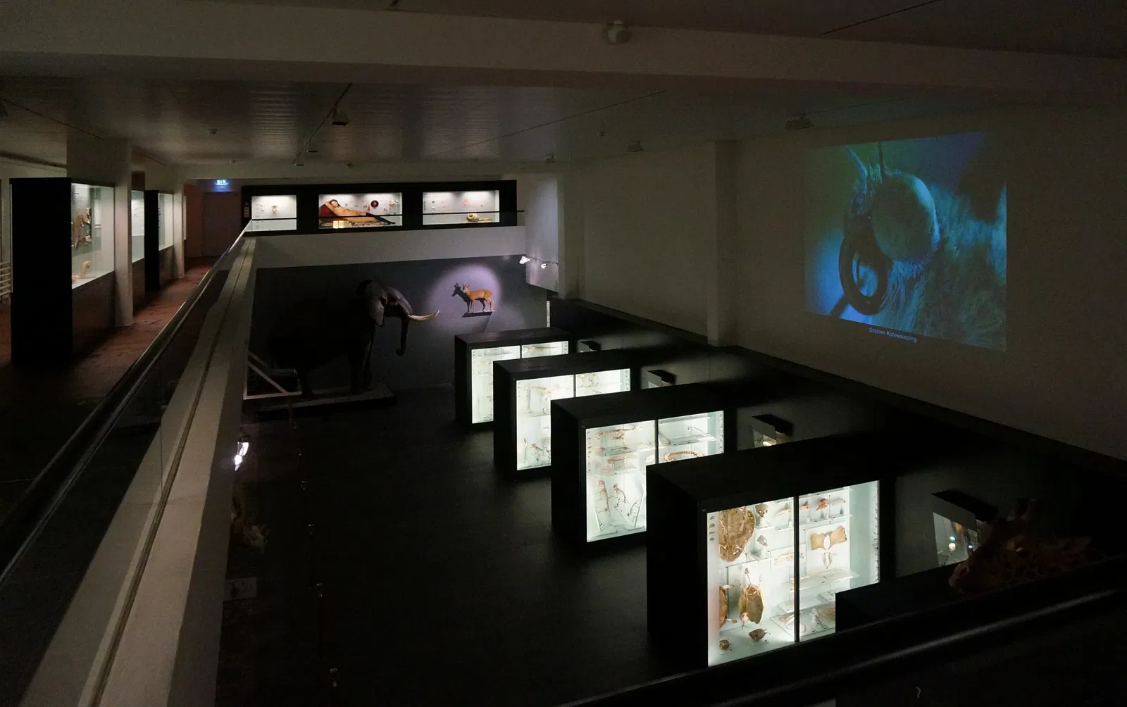 Natural History Museum of Bern