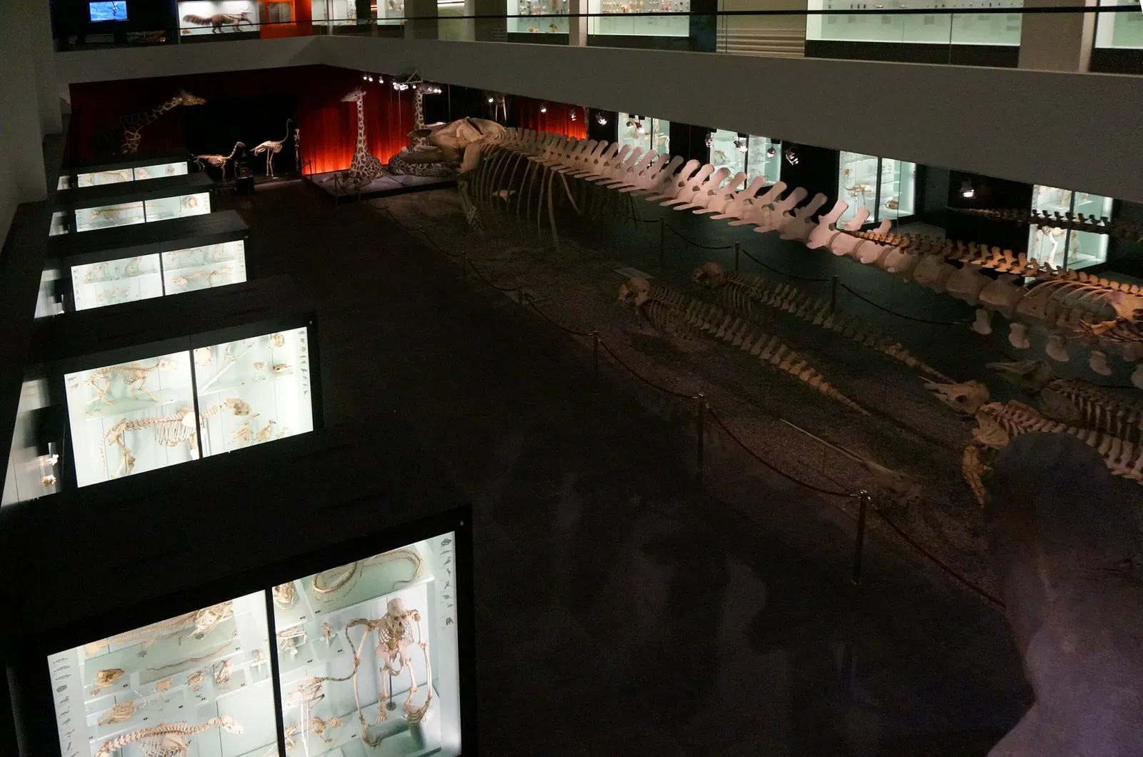 Museo di storia naturale di Berna