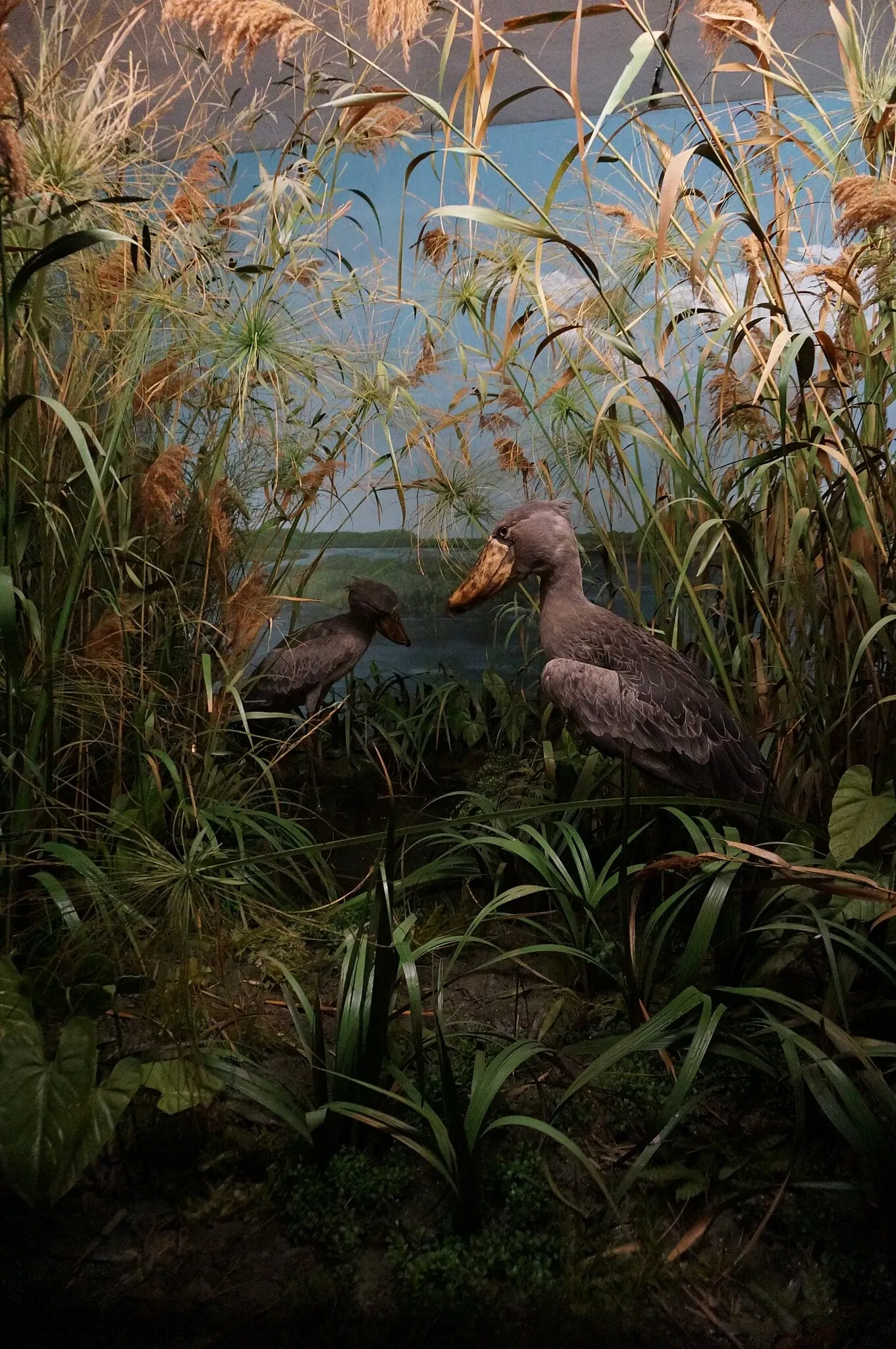 Museo di storia naturale di Berna