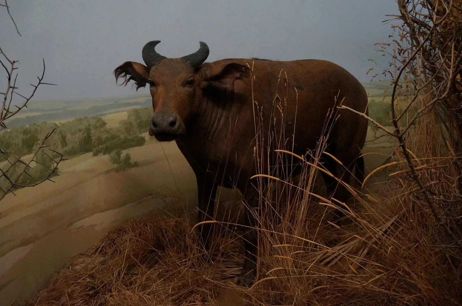 Musée d'histoire naturelle de Berne