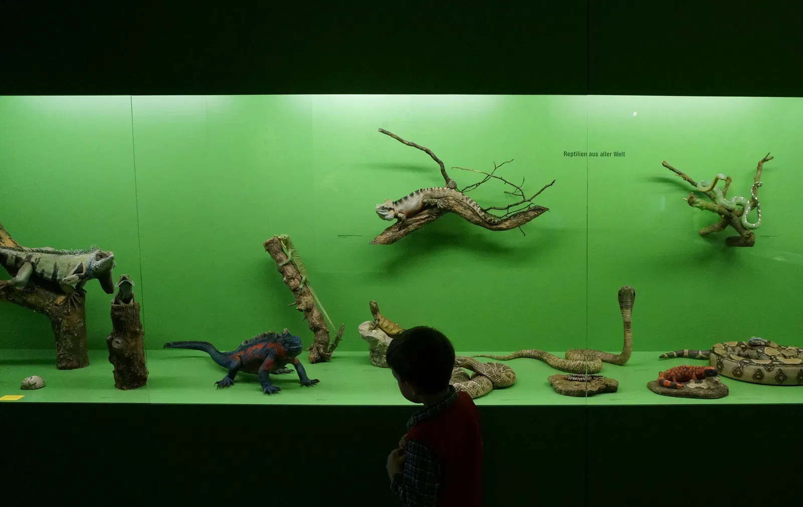 Natural History Museum of Bern