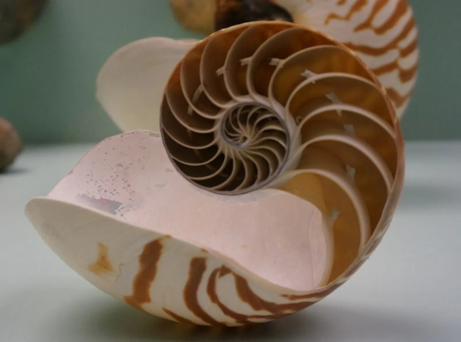 Museo di storia naturale di Berna