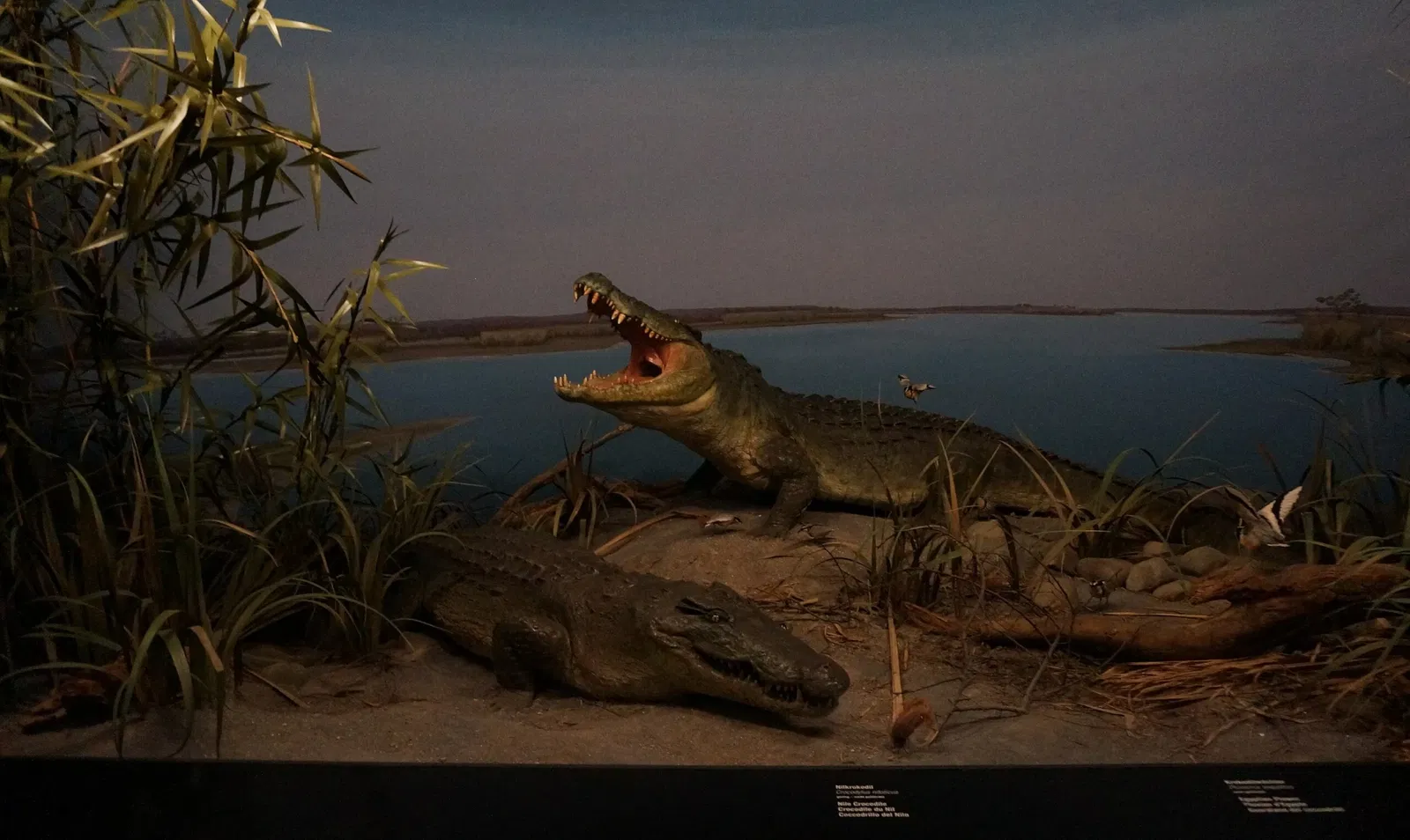 Musée d'histoire naturelle de Berne