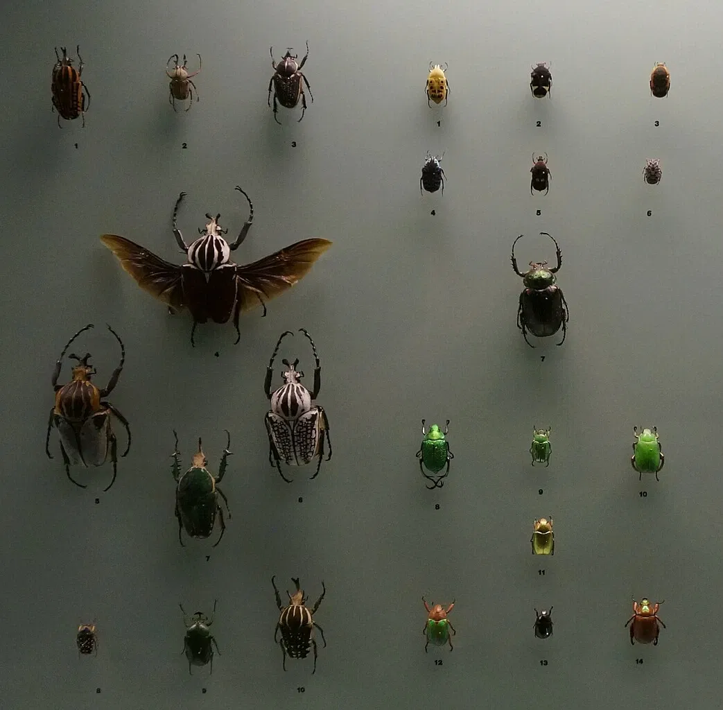 Natural History Museum of Bern