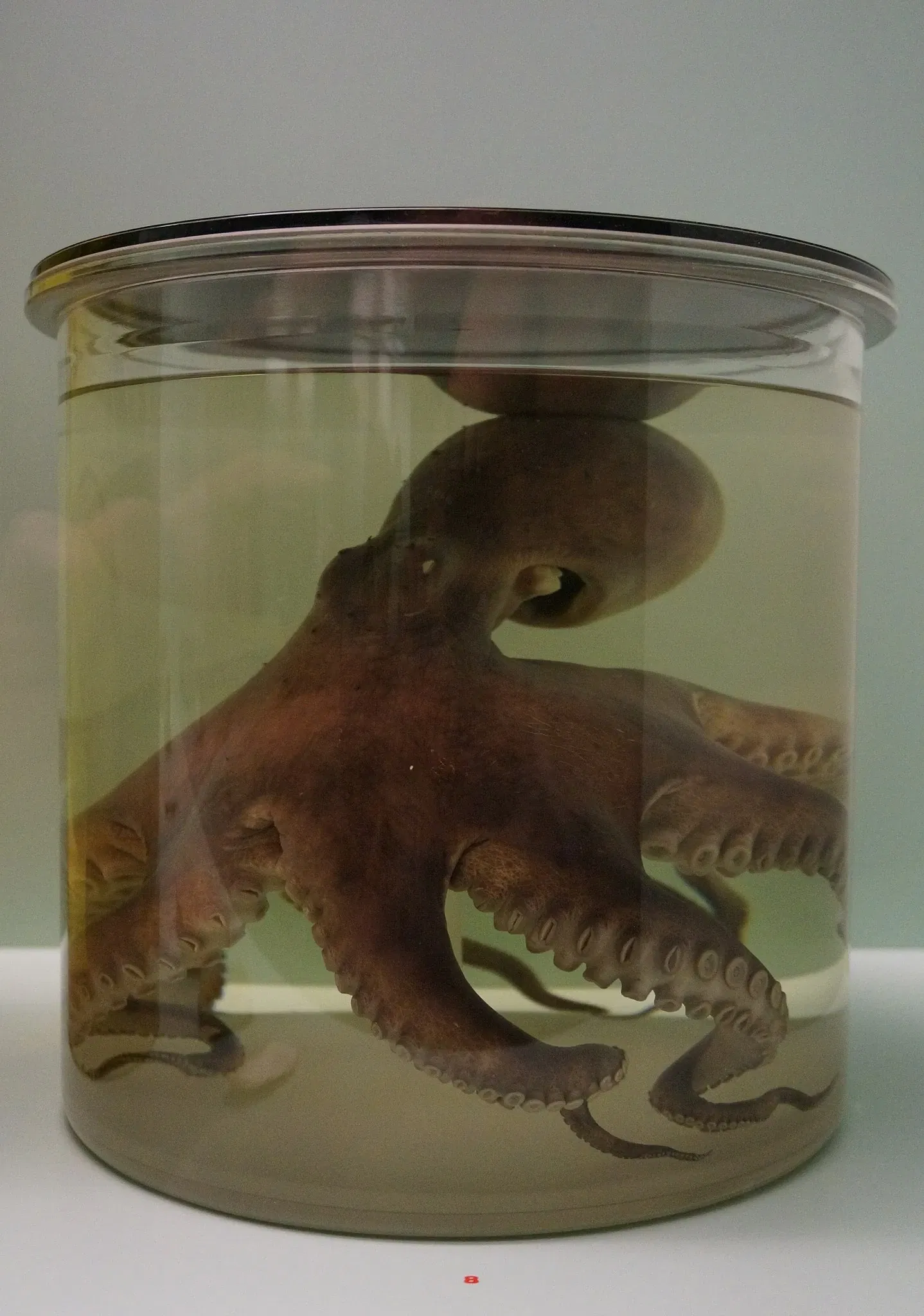 Naturhistorisches Museum Bern