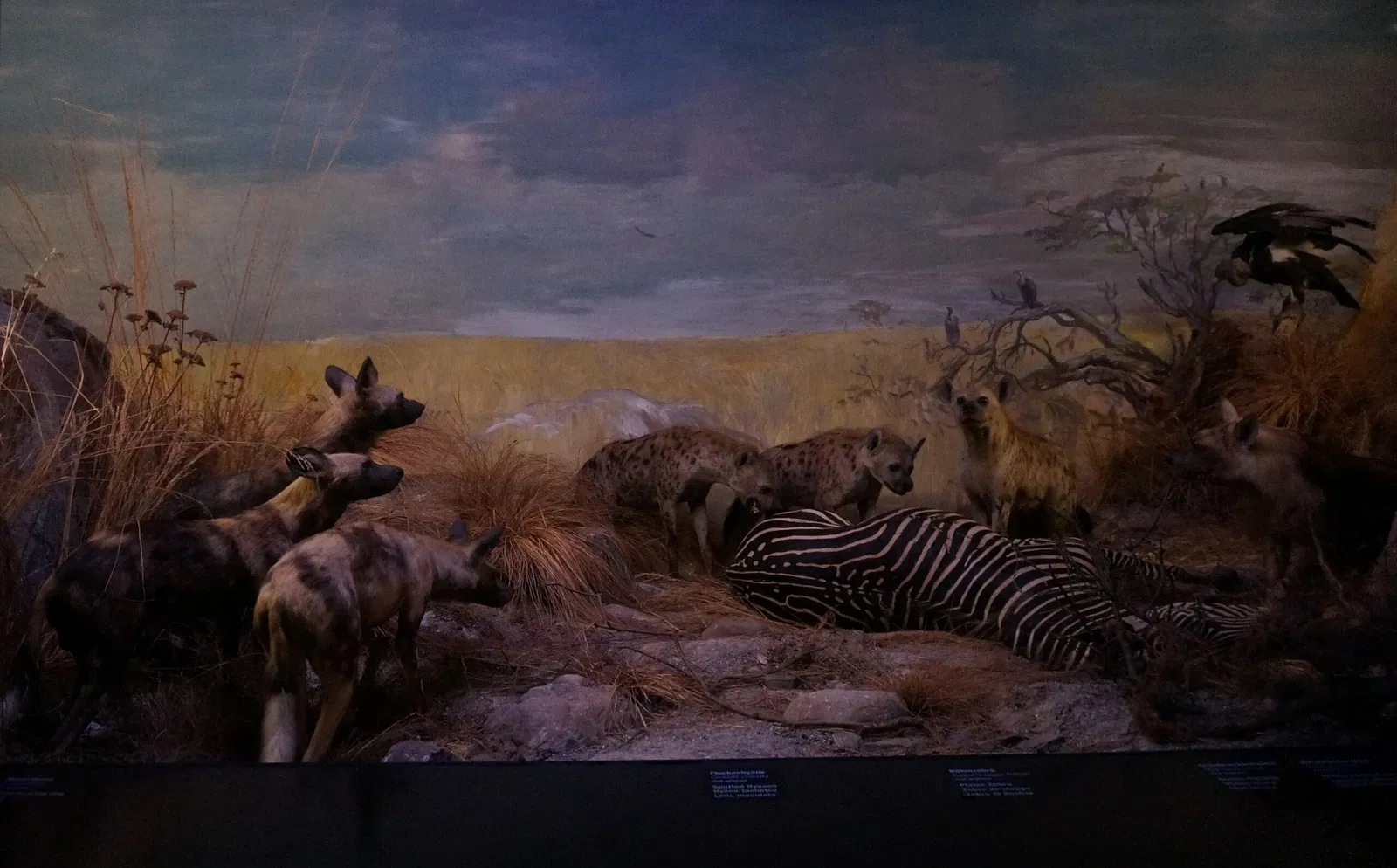 Naturhistorisches Museum Bern