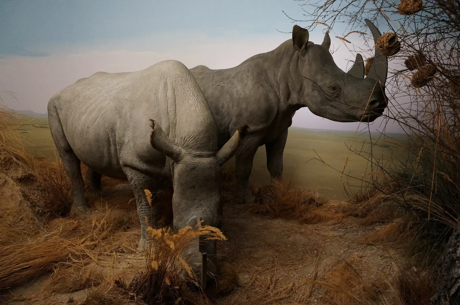 Museo di storia naturale di Berna