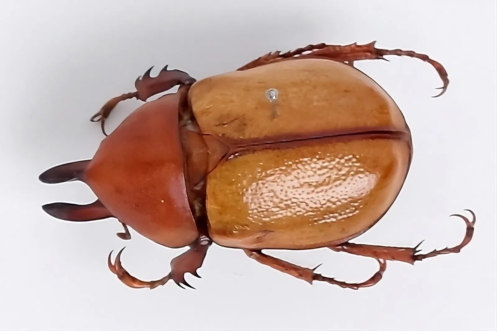 Musée d'histoire naturelle de Berne