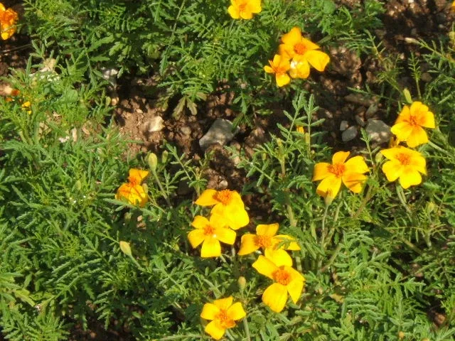 Neuchâtel Botanical Garden