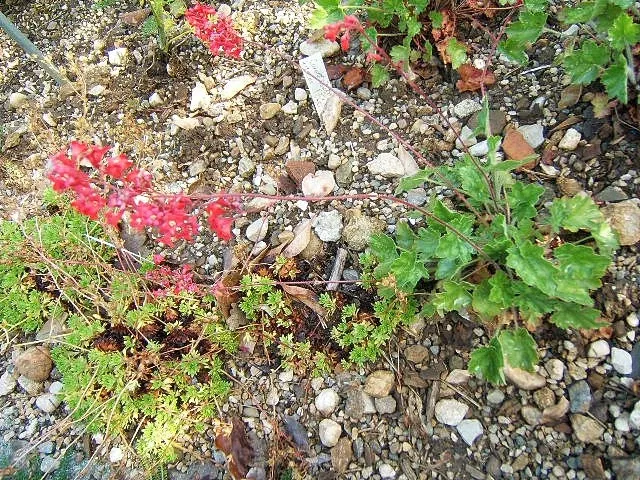 Neuchâtel Botanical Garden