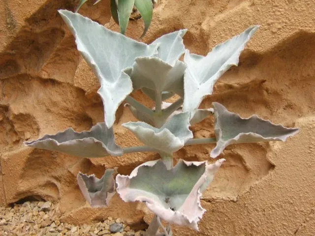 Neuchâtel Botanical Garden