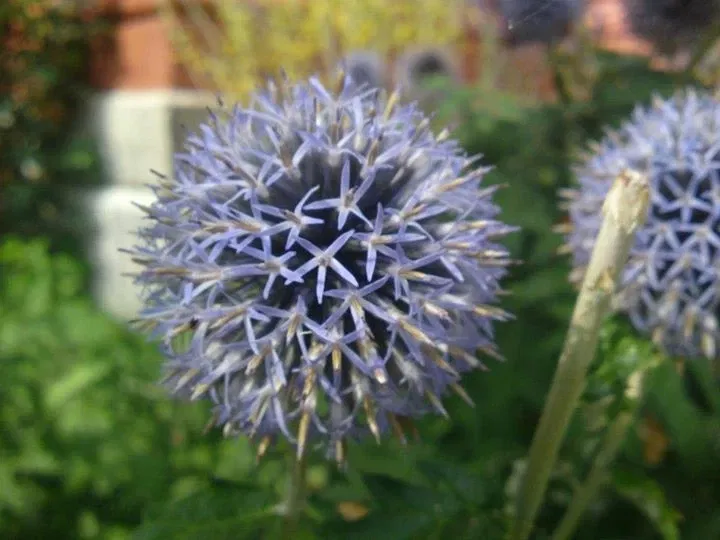 Neuchâtel Botanical Garden