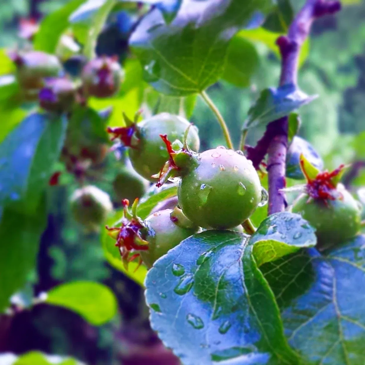 Neuchâtel Botanical Garden