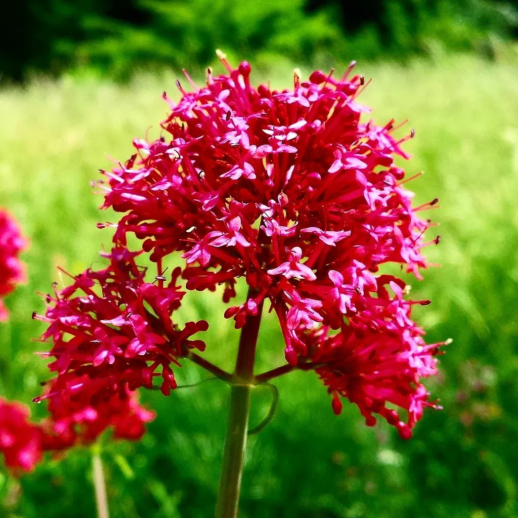 Neuchâtel Botanical Garden