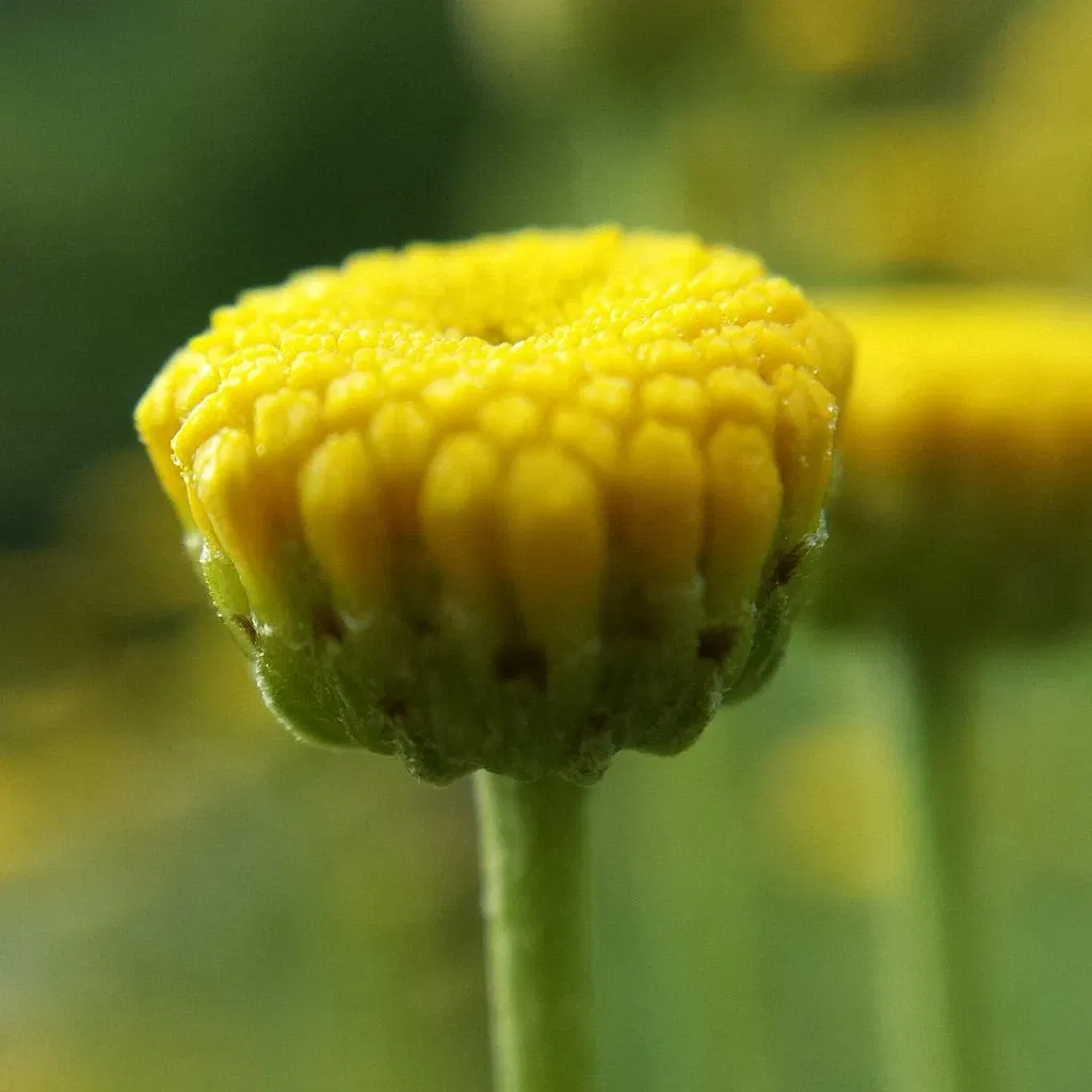 Jardin botanique de Neuchâtel