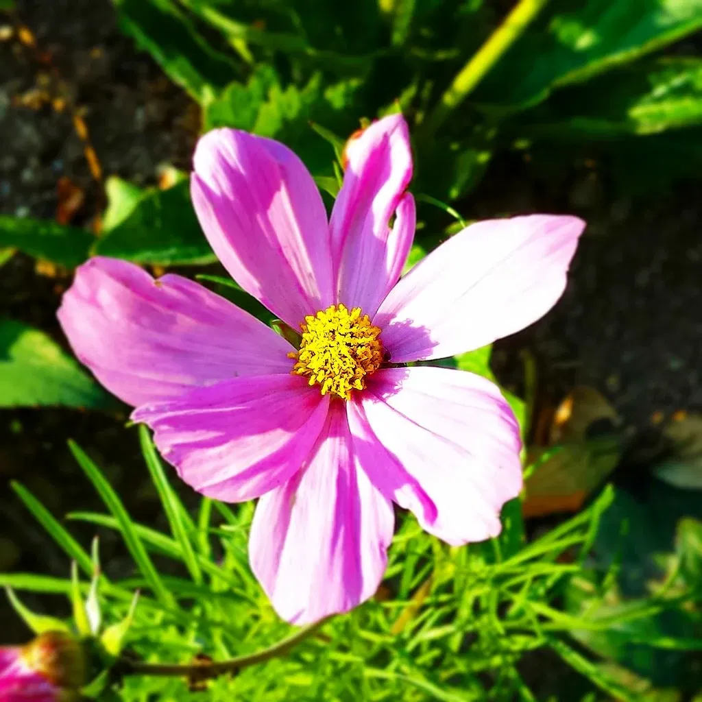 Jardin botanique de Neuchâtel