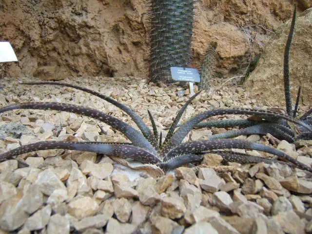 Neuchâtel Botanical Garden