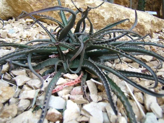 Neuchâtel Botanical Garden