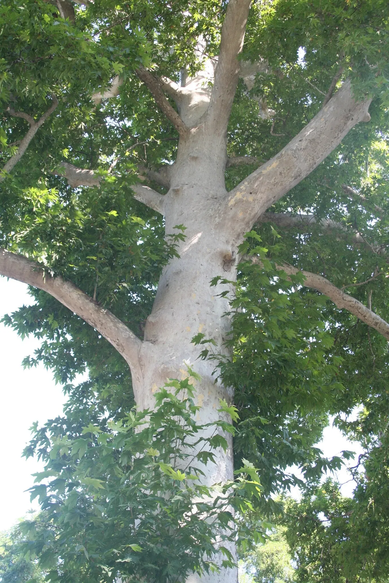 Palazzo dei Khan di Şəki