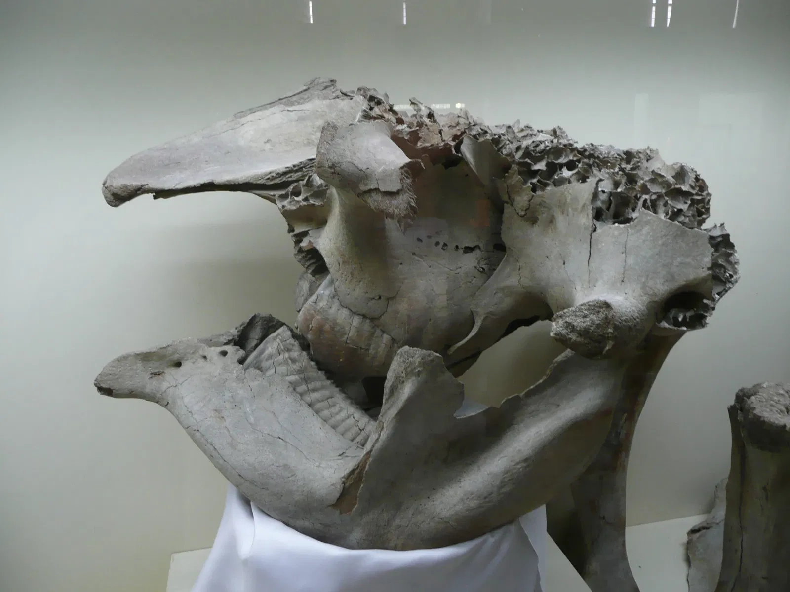 Gaziantep Museum of Archaeology